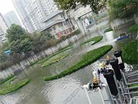生态浮岛种植不同植物的修复效果